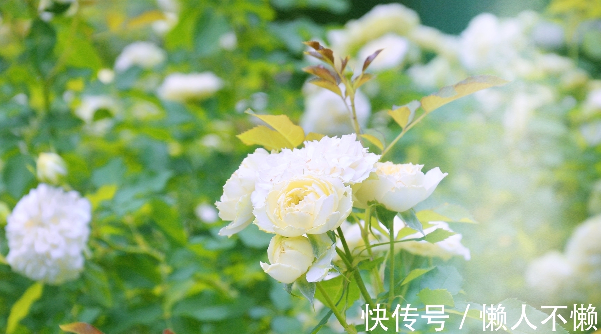 过雨荷花满院香#宁肯媚晚凉,清风匝地随,一抹烟雨红尘事,半盏清欢岁月情