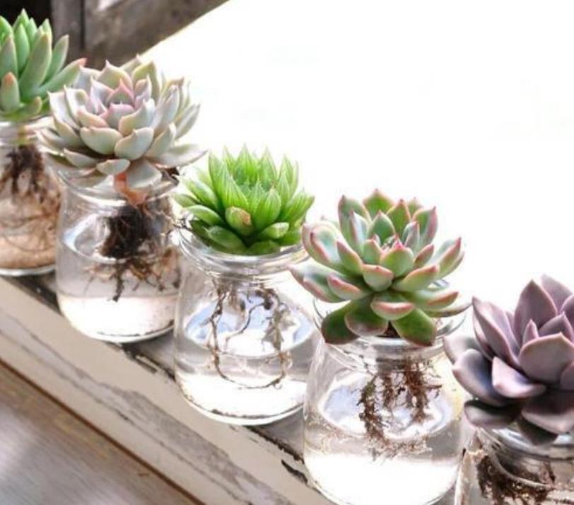  6种花，丢水里就疯长，懒人新手都能养爆盆