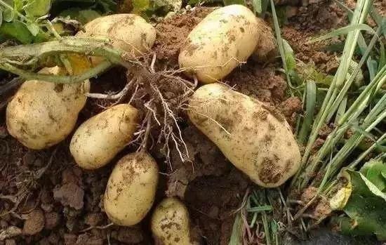 海螺|茄子不能這樣吃,否則后果很嚴重一定要告訴身邊的朋友……