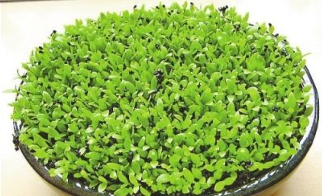 种子|吃完2种水果,种子别扔,种到花盆里,长出美丽小盆栽