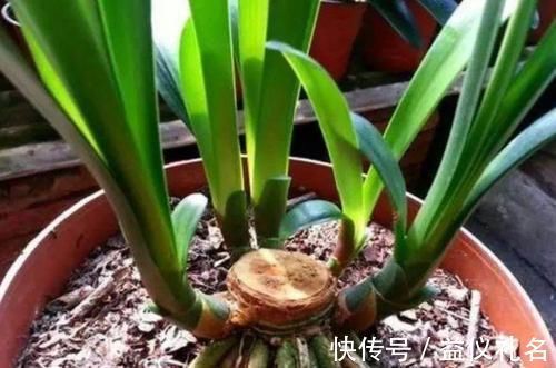 长根|3种花死了也别扔,1刀下去留下“根”,新芽蹭蹭长,四季油绿