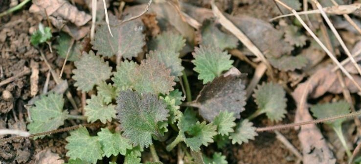 腰痛|大家常见的中药材喉咙草,祛风清热,跌打损伤,药效多多