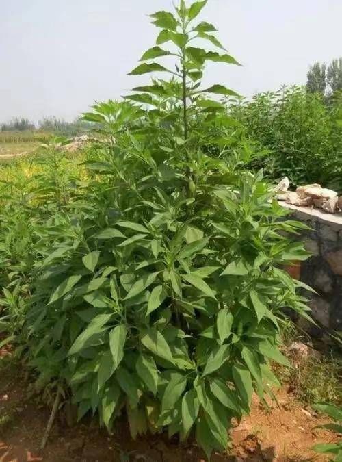 青未了｜荒芜中照见的美好