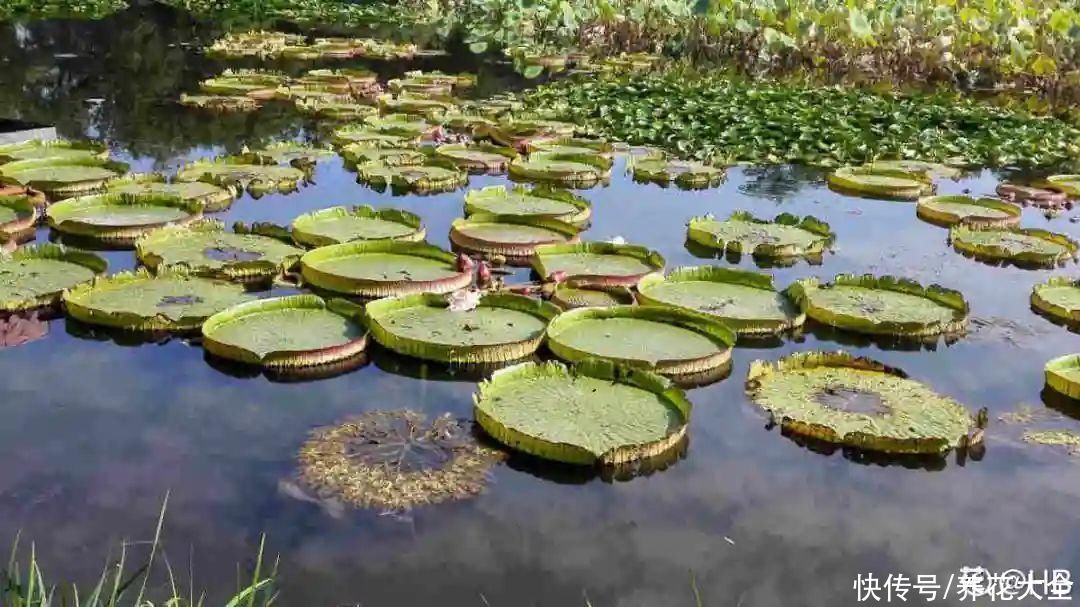 叶片|10种花太能喝水,一天一瓢水,7天爆满缸
