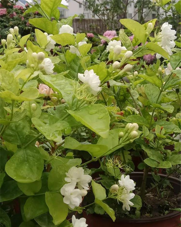 下雨天,这些花快扔出去,淋一淋,呼呼冒新芽,花开一大盆