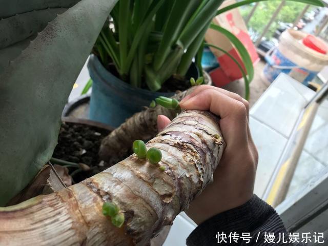 奶奶养芦荟10年，长成精了，老桩就像“胳膊粗”，小苗一大推