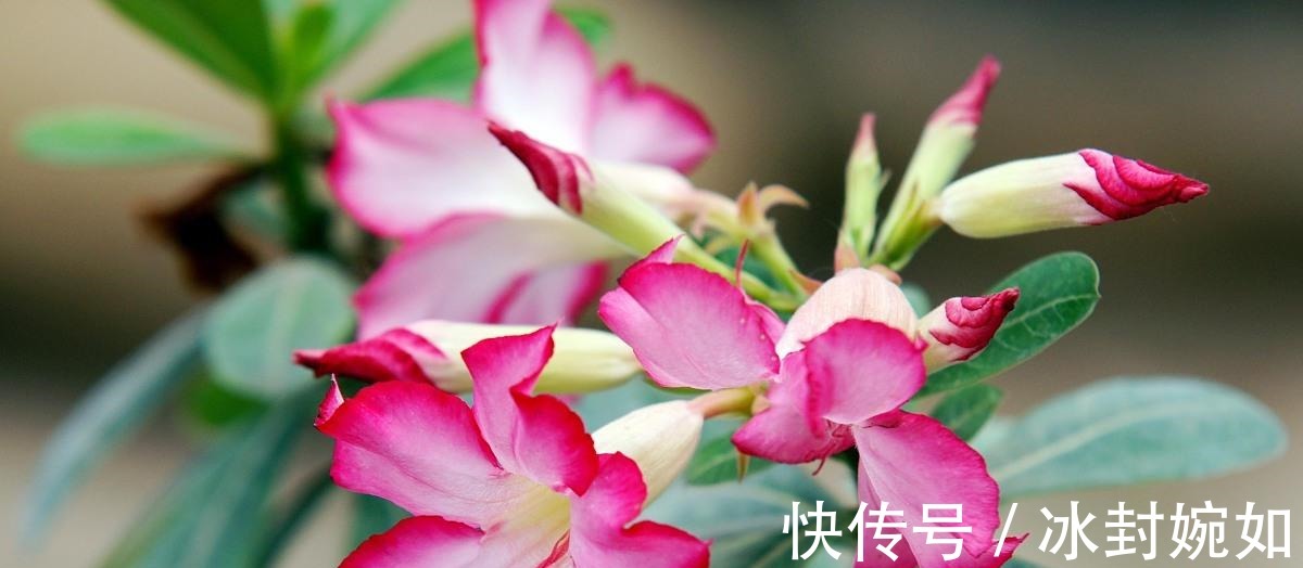 三伏天|三伏天沙漠玫瑰有4喜,做好后苗子壮,鲜花满枝头