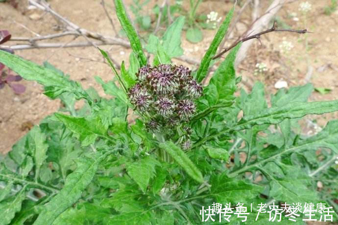 泥胡菜|提个醒在路边遇见这种野菜，一定要拔回家，现在知道还不晚！