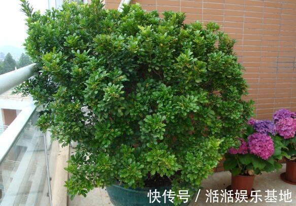 光照|家养米兰花总是长不好，教你4招，开成“爆米花”，比香水味还浓