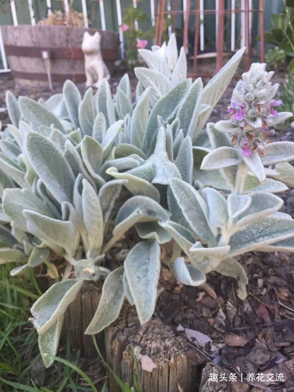 耐寒|13种耐寒的盆栽花卉，零下20多度可存活，大部分南方也能种