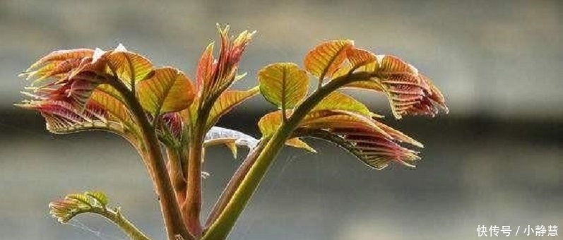  种花草|家中有院子，别傻傻的还种花草，快种上几样果树，想吃就摘