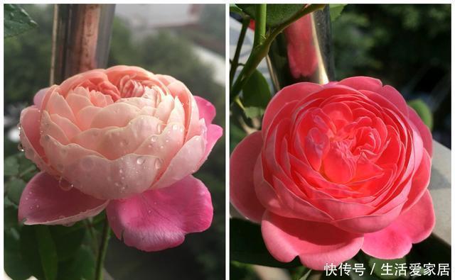 一款很“仙”的盆栽花卉,花朵又香又美,四季都开花,阳台也能养