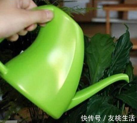 酵素|什么淘米水、洗菜水都不如这种水,它才是养花万能水,养啥旺啥