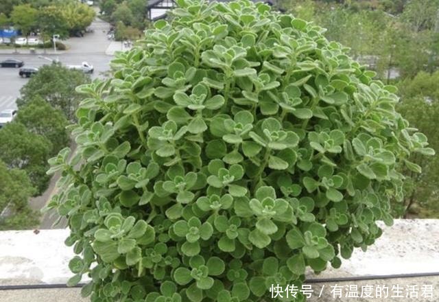 客厅异味重不用喷香水,放上“1种花”,一整年有“香气”,值!