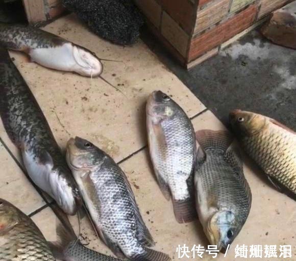 河道|实拍广州城中村河道,野生鱼成灾,有人一天钓几十斤,却踩死丢弃