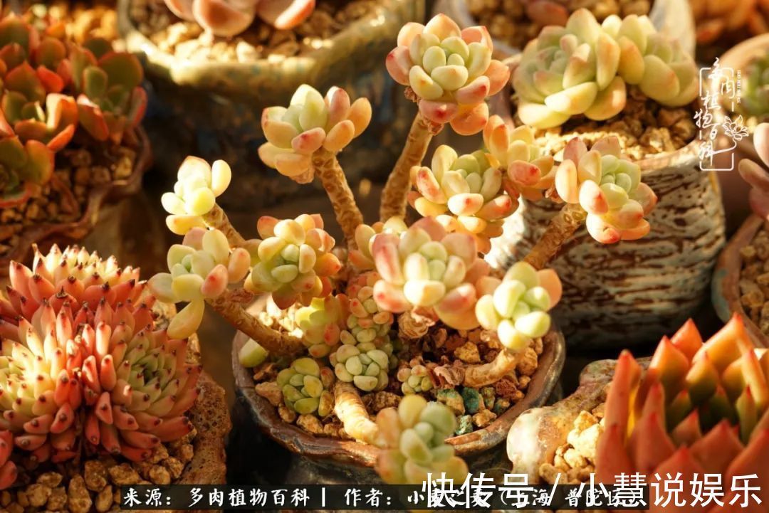 肉如人生，遇见多肉，遇见美！附个人多肉养护经验！