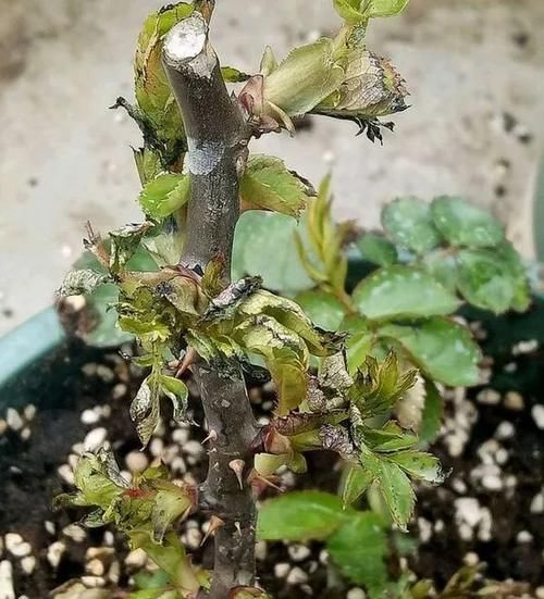 月季发芽后，新叶泛黄怎么办？3个原因，1个解决办法！