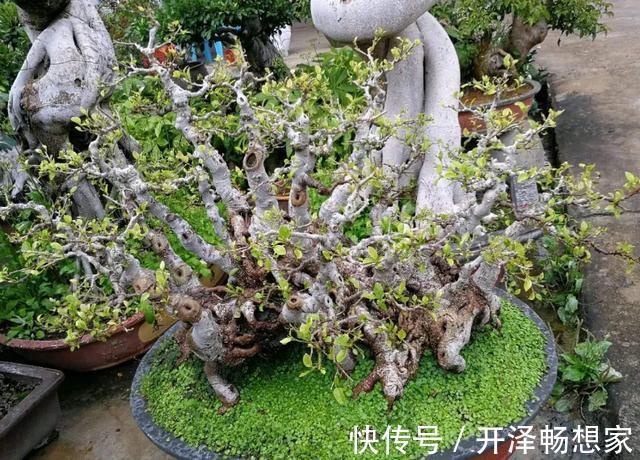 老桩|懒人家里养盆栽首选3款''大树'',株型小、身价高、寓意美