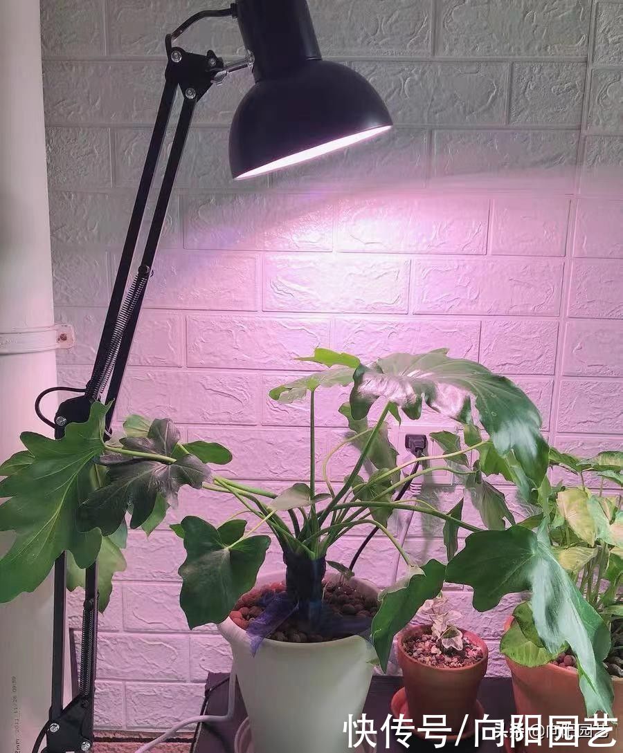 补光灯能降徒长？很多人都用错了，长时间照射，影响多肉健康