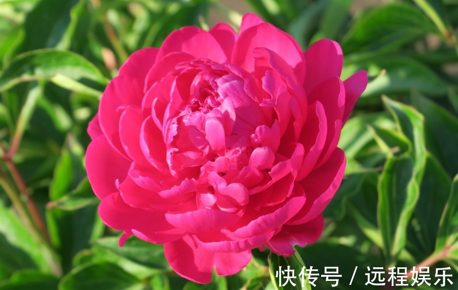 喜欢在阳台养护花卉,就可以选择花色艳丽,花期长,好养护的花卉