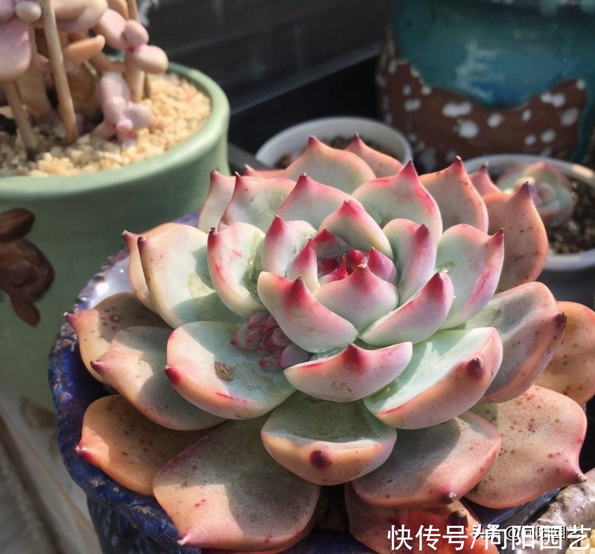 全颗粒养多肉，能行不？分2种情况，多肉能养活，黑腐几率大