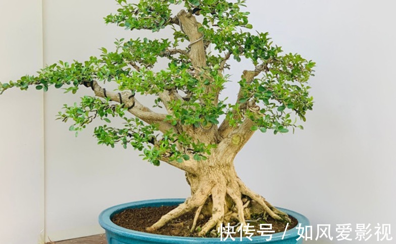 花友们|制成盆景的瓜子黄杨,搁家里能显主人品味、身份,该怎么养护?