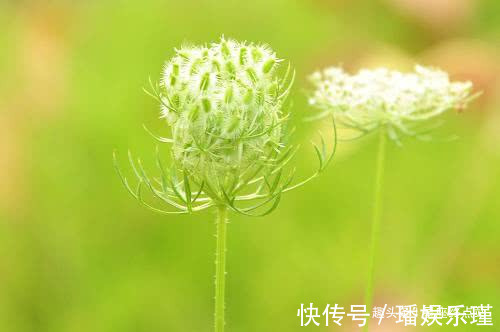 大器|父母中有一人属哪个生肖，有儿有女，生儿成大器，生女是美人