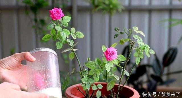 土壤|月季养在室内,就是“药罐子”,只要提前做1步,防虫又防烂根!