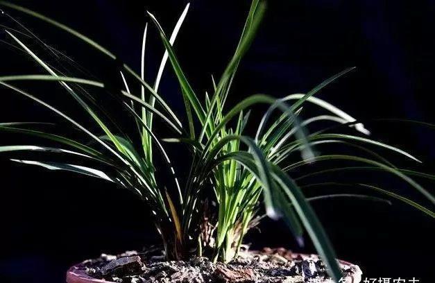 兰花|兰花叶片瘦小,需要赶快施肥吗兰友这样操作才正确