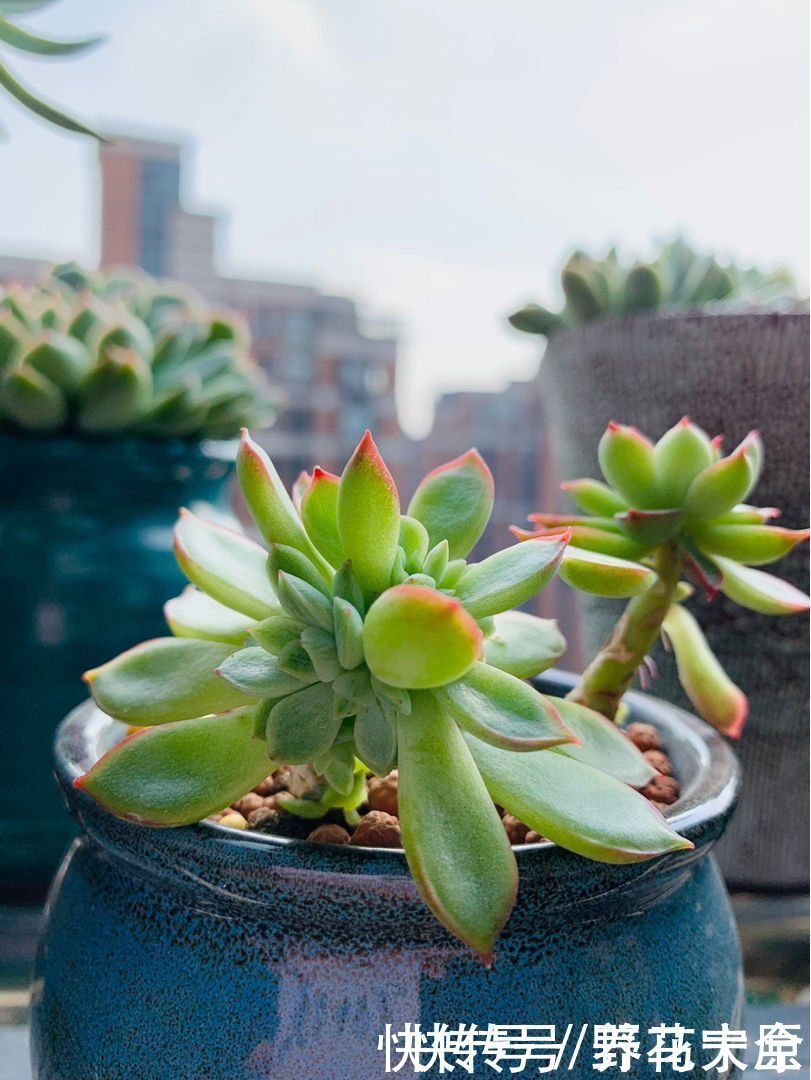 身价|多肉变“畸形”,身价能翻好几倍,可遇不可求