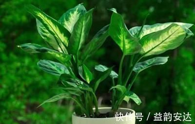 别再花钱买花肥，1种东西用来养花，效果比花肥强10倍！