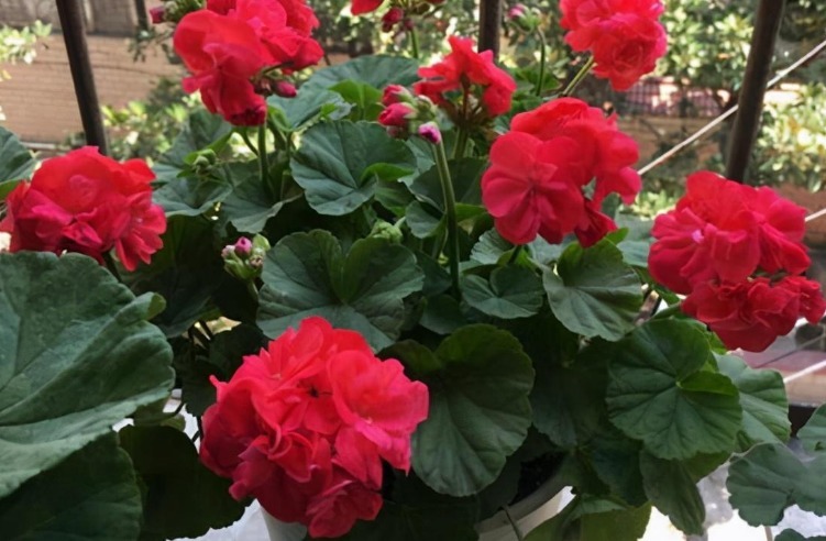 类型|天热养什么植物合适栽种这3款,不用怎么管就能安全度夏