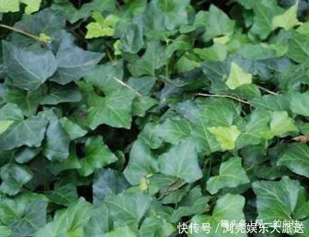 常春藤|最适合放在卧室里的三种绿植，夜间释放大量的氧气，让你安然入眠