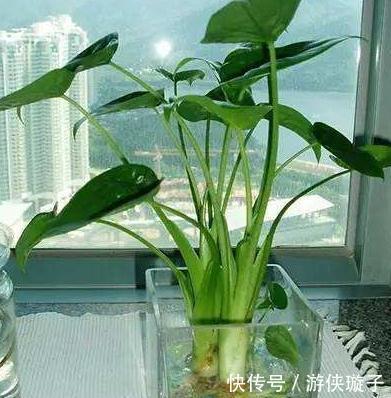 水培植物长势差,易烂根,注意4个细节,不烂根养护省心