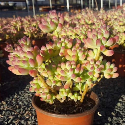 养多肉乙女心，掌握几个要点，长成果冻色小老桩，好像娇羞少女！