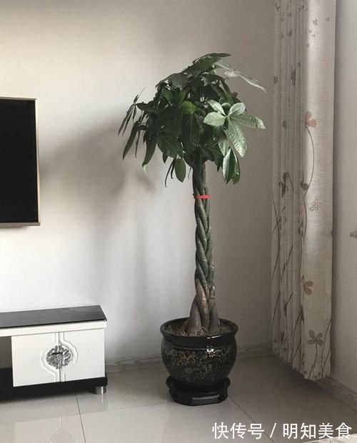 发财树发黄还烂根？水浇错了，换个浇法呼呼疯长，植株苍劲挺拔
