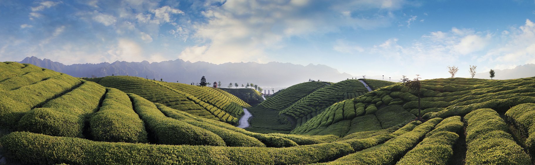 鹤峰木耳山：清明雨后好风光 最美茶山四月天