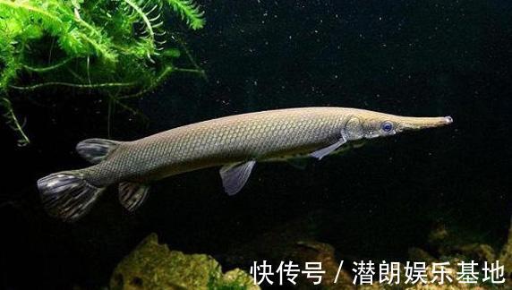 掠食者|佛山钓鱼人,河里钓获半米长尖嘴鱼,这鱼已成广东江河大害