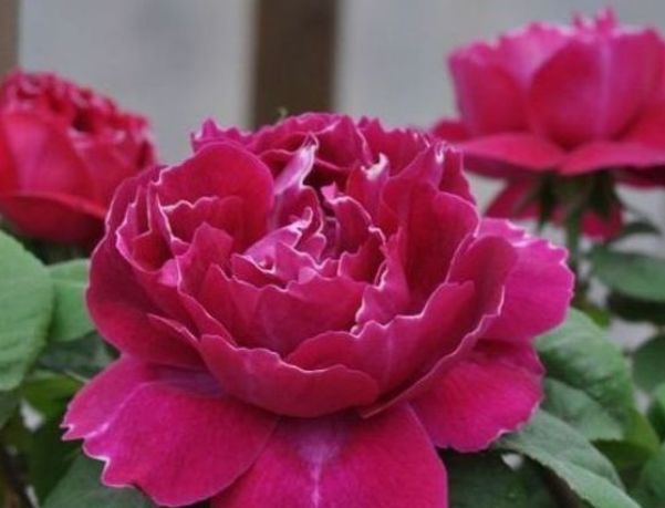 喜欢菊花,不如养盆“月季珍品”紫袍玉带,色泽艳丽,美爆了