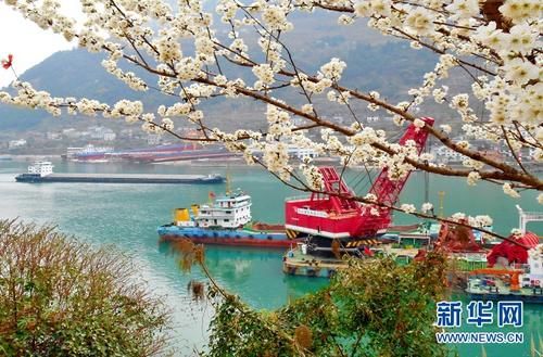 春暖峡江 山花烂漫