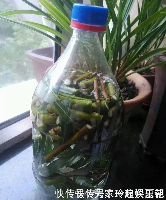 水溶液|君子兰疯长,冒出“5根”花箭,是这2种肥的“功劳”,养啥都旺