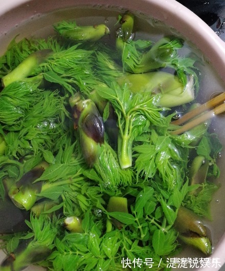 老包|这种野菜它长得和椿芽一模一样,被日本称为“天下第一山珍”野菜
