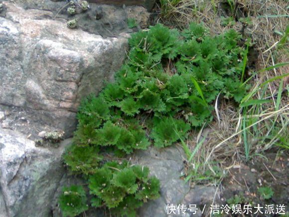 一张排石特效方,只有简单4味药,把身体里各种各样的瘀滞都化掉