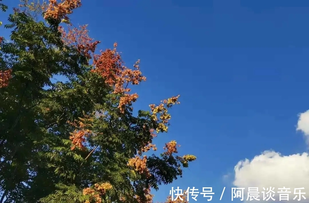 秋天|栾树绚烂，层林尽染，来徐汇，体验诗情画意的秋天