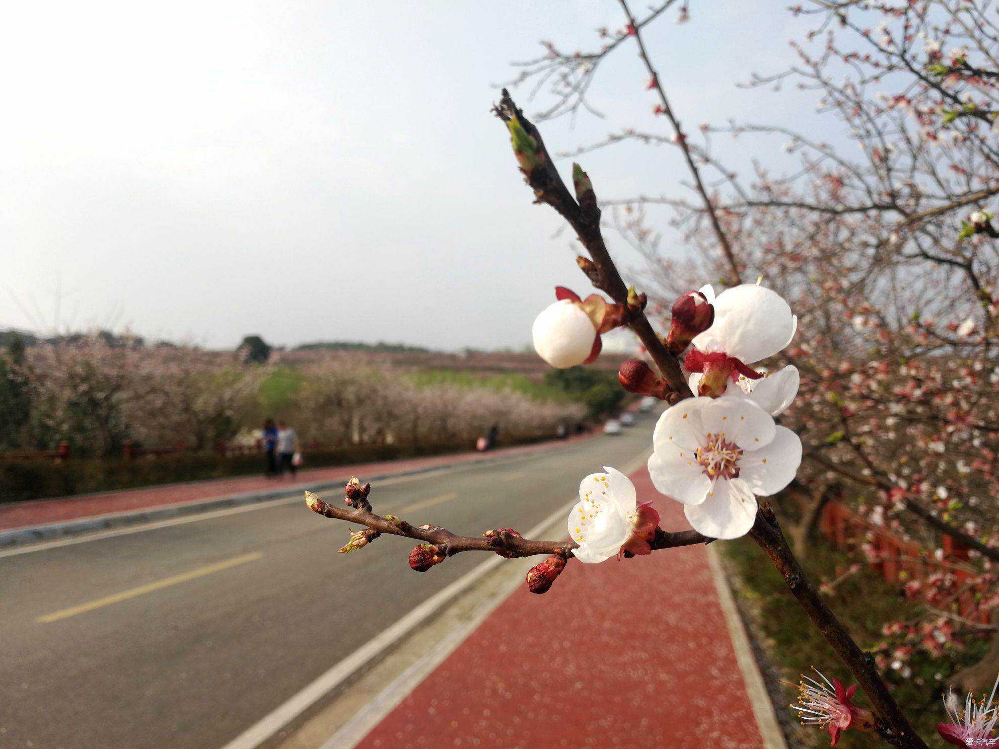 犹如|不负春光，乡村赏花