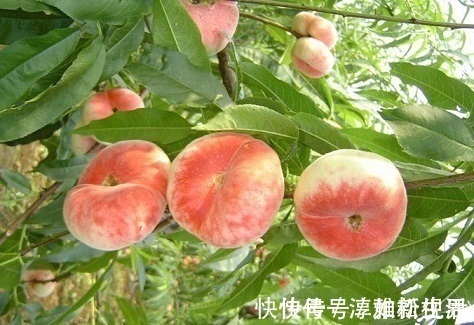 花青素|女人45岁以后,开始冒皱纹,常吃以下三种水果,淡斑去皱、抗衰老