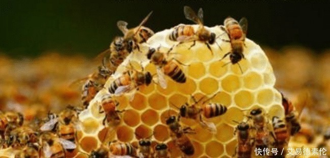 桂圆干|陈皮加一宝，堪比人参好！健脾养胃、补肾强筋、护血管