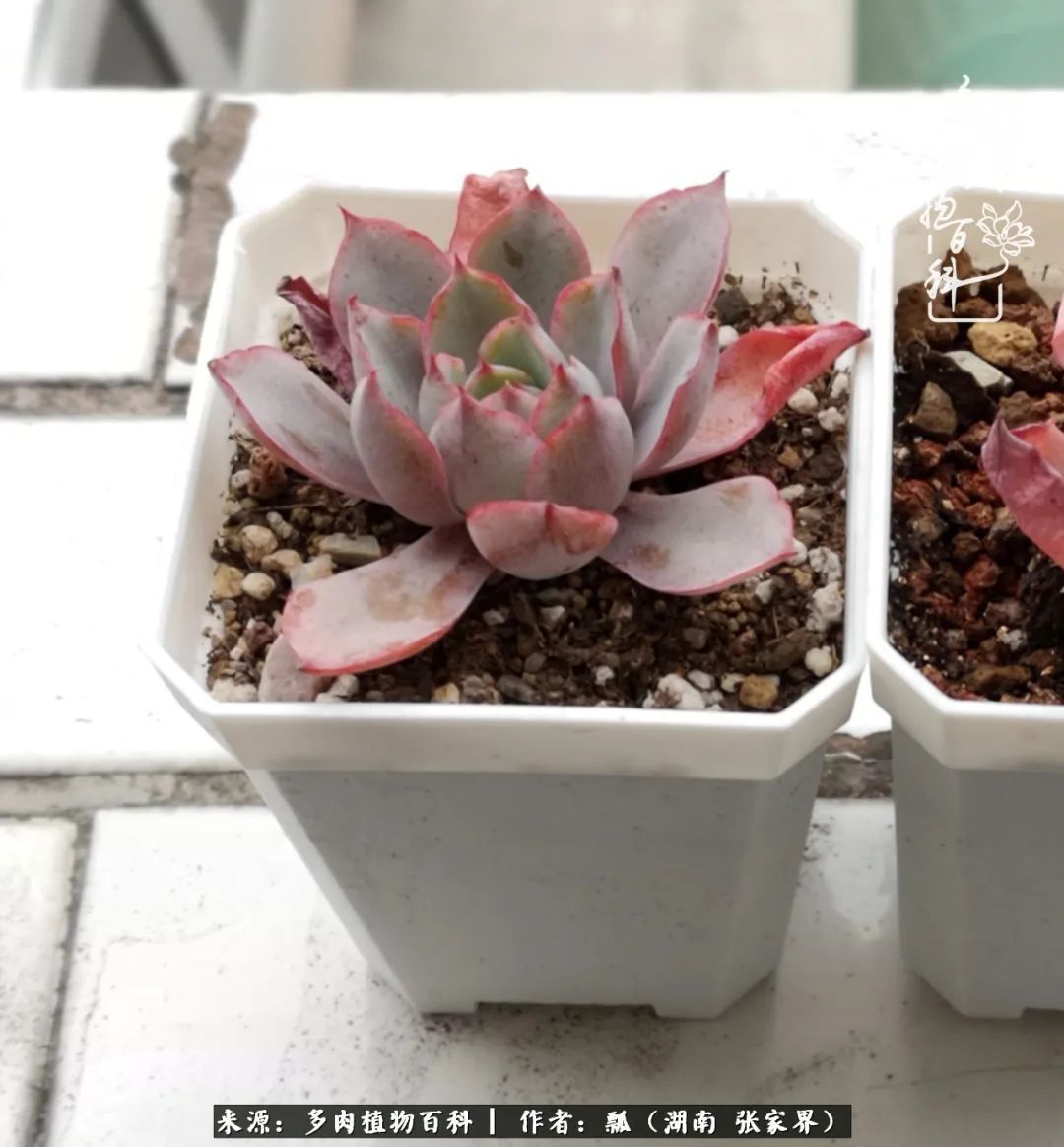 干货新手在多肉的选购、配土、上盆、养护环节走过的误区!