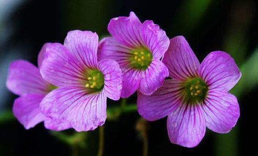 几款花卉,好养易爆盆,关键净化空气最厉害,阳台变成小花园