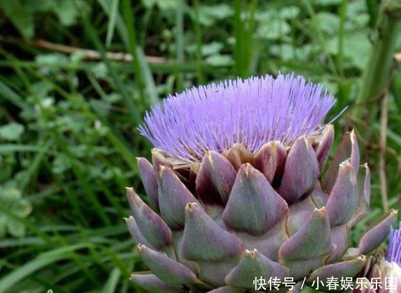 路边没人要的野花，国外人买来当菜吃，开花很美、很受欢迎！